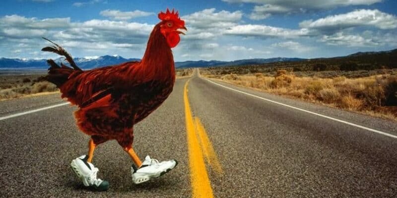Juego chicken road, chicken road oficial Juego chicken road, chicken road oficial